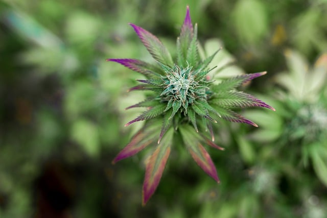 Flower Power: The Pros and Cons of Consuming Raw Cannabis