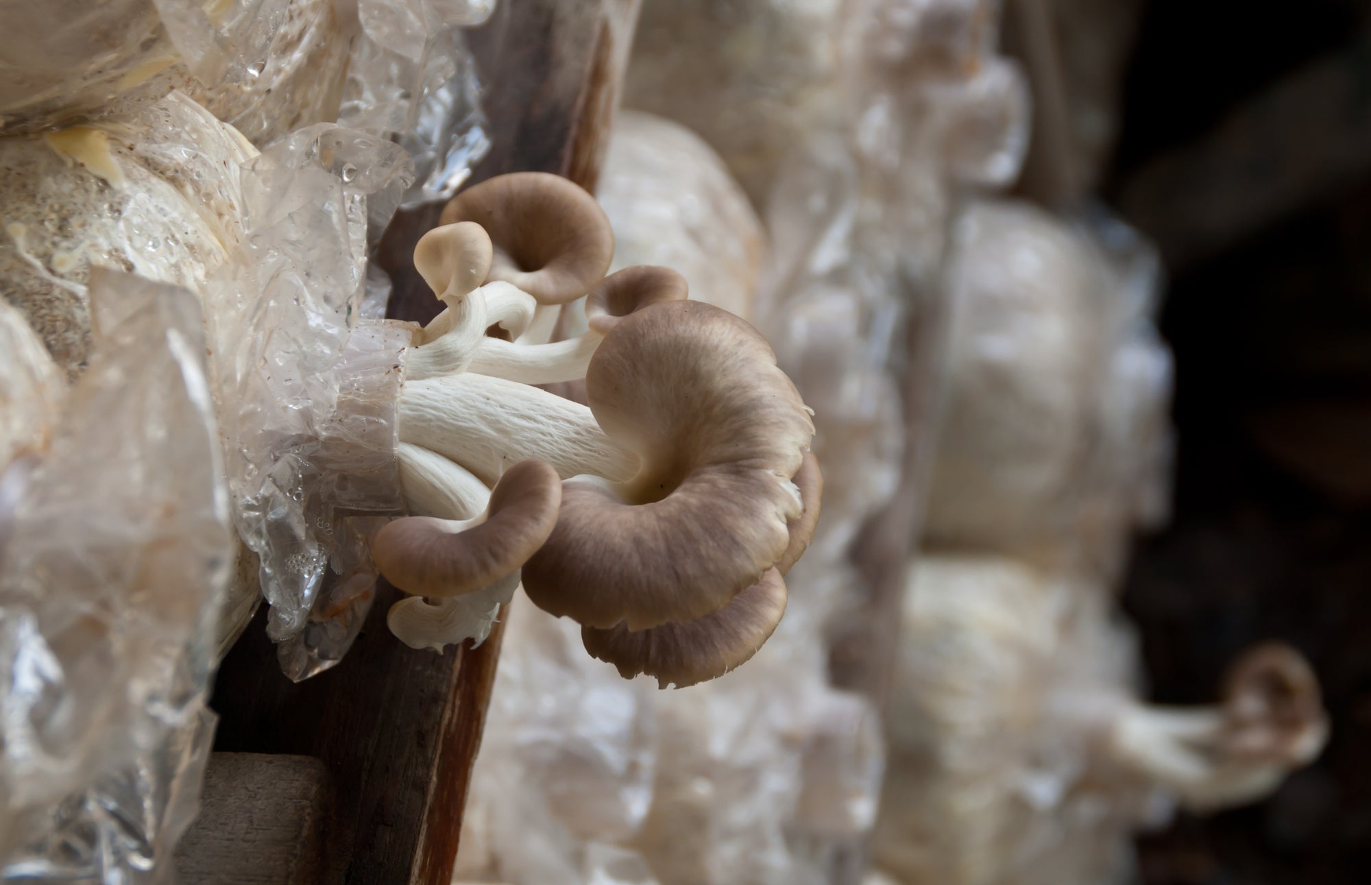 Excellent 101 on Jack Frost Mushrooms: The Cold's Delight