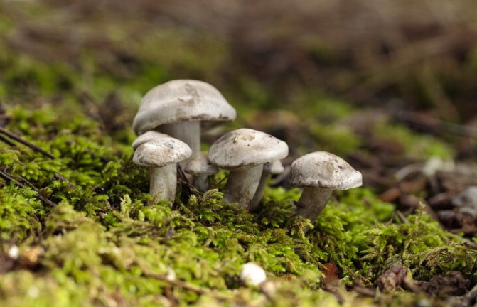 Myths and Misconceptions About Magic Mushrooms: Debunking Common Myths and Misconceptions and Providing Accurate Information