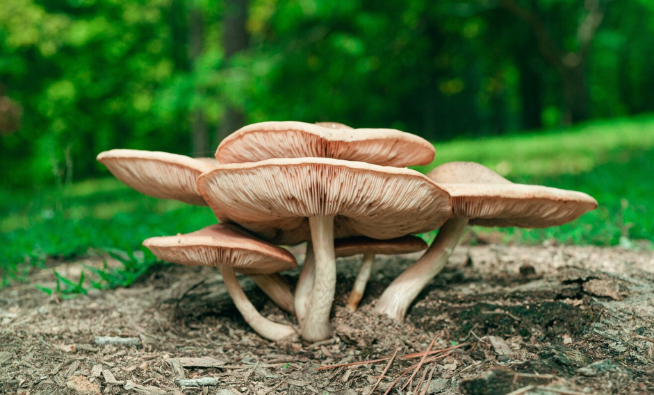 Surprising Facts About Magic Mushrooms in Chocolate