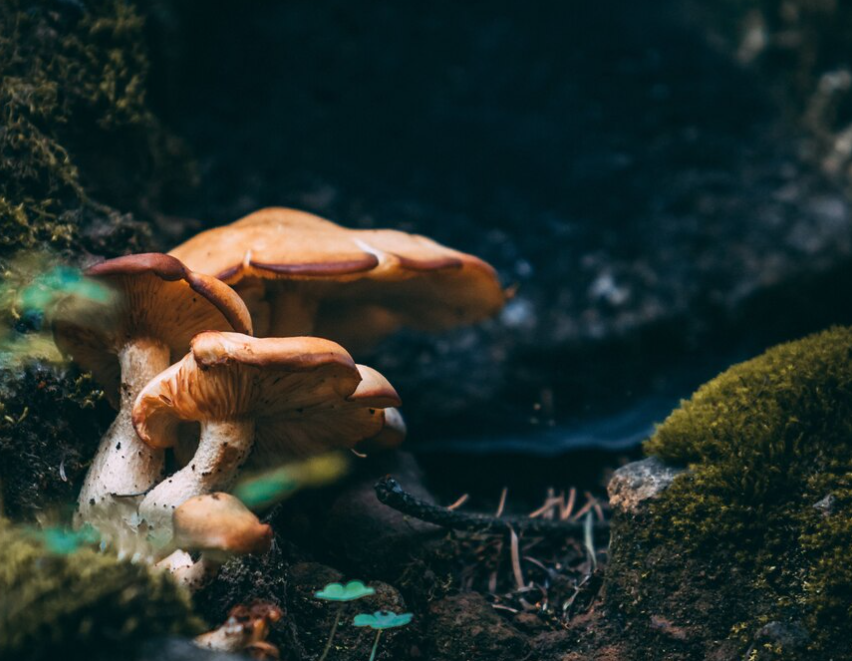 Discovering Magic Mushroom to Buy: A Comprehensive Insight