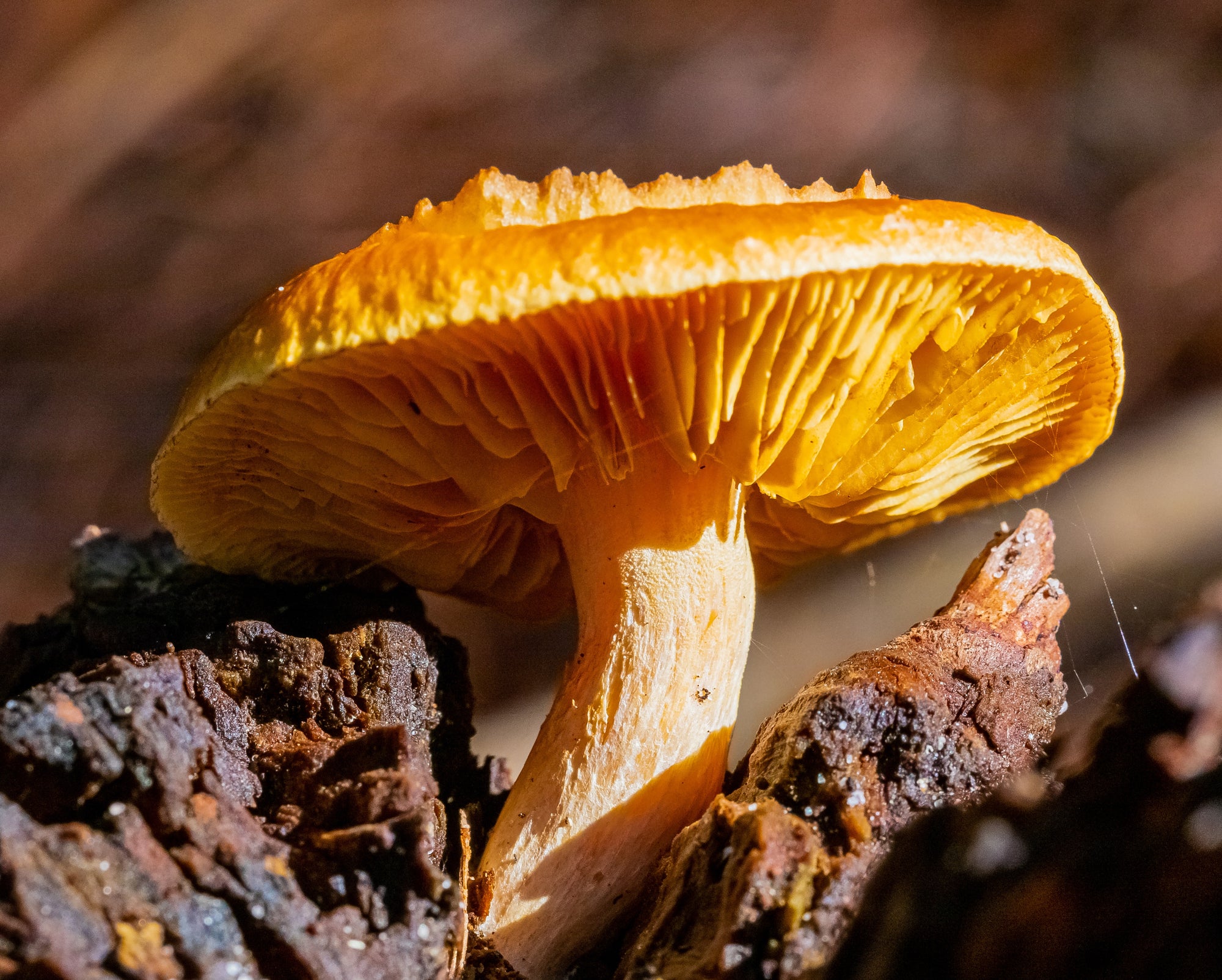 Understanding the Legal Status of Mushrooms in Seattle: A Comprehensive Guide