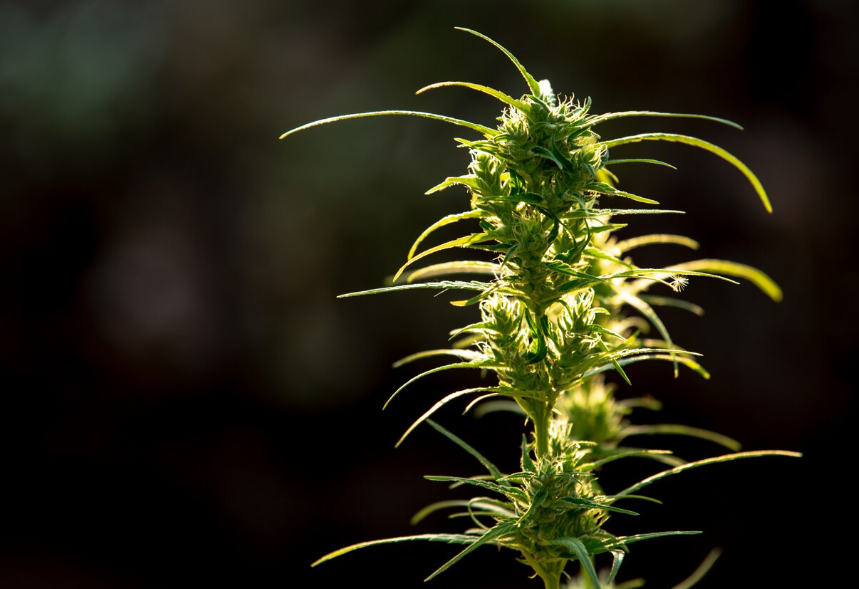 The Sativa Surge: Astonishing Benefits for Cannabis Enthusiasts