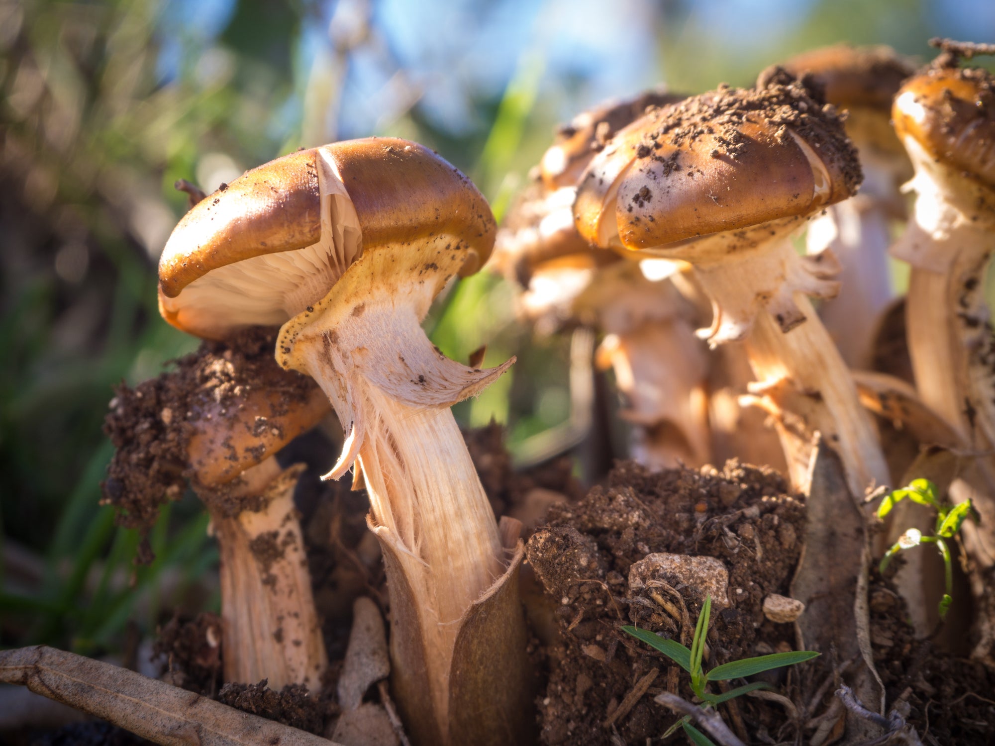The Enthralling World of Magic Mushrooms: A Comprehensive Guide