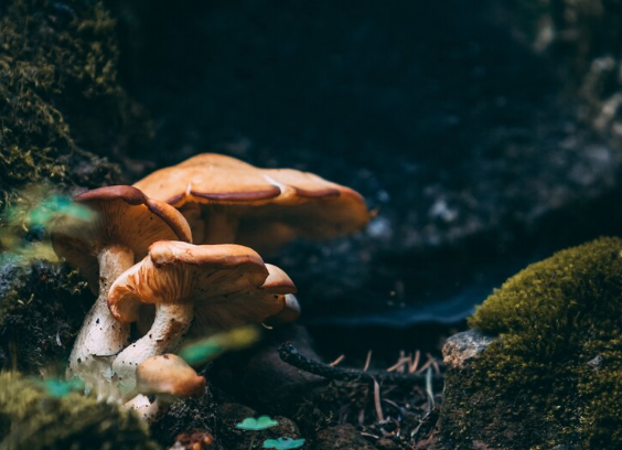 The Ecological Impact of Magic Mushroom Harvesting: Discussing Sustainability and Environmental Considerations