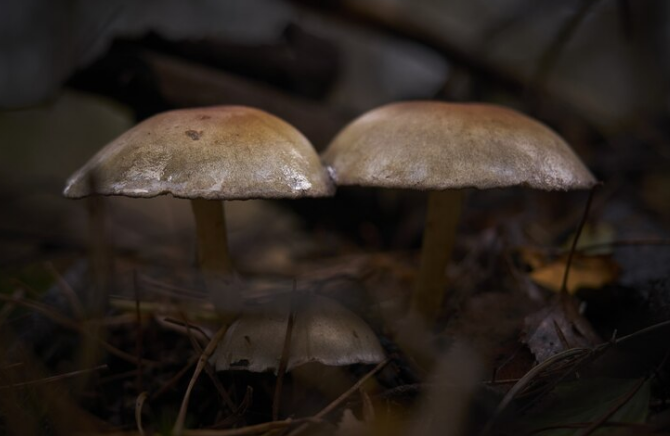 Comparing Magic Mushrooms with Other Psychedelics: Analyzing the Differences and Similarities Between Psilocybin and Other Psychedelic Substances