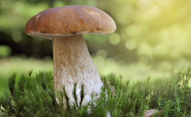 Microdosing with Magic Mushrooms: Understanding the Trend, Benefits, and Risks