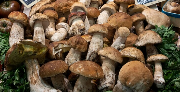 How Long Can You Keep Shrooms: A Comprehensive Guide