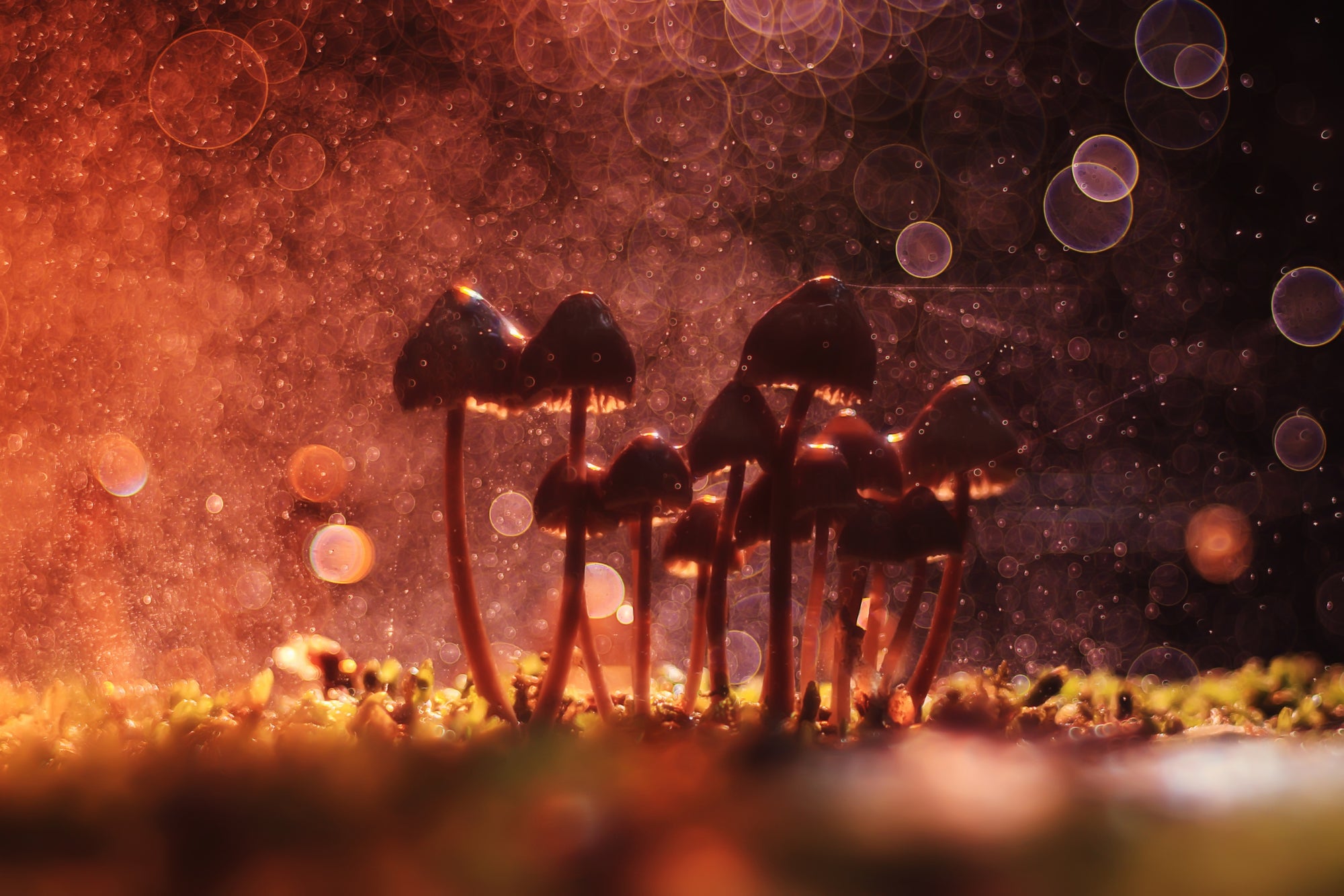 Are Psychedelic Mushrooms Legal in New York?